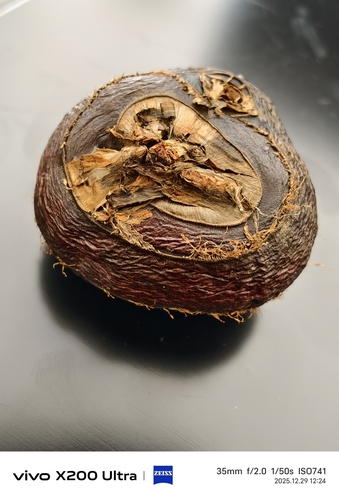 Eleocharis dulcis iNat (1)