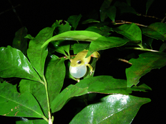 Hyperolius olivaceus