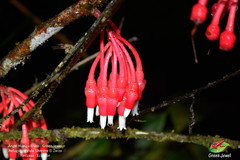 Psammisia chionantha