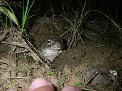 Sclerophrys regularis