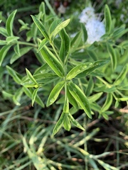Pavetta gracilifolia image