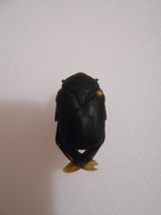 Protaetia opaca
