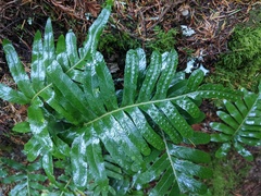 Polypodium scouleri