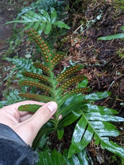 Polypodium scouleri