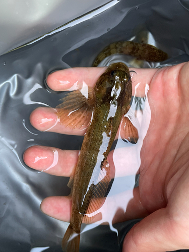 Fourspine sculpin (Cottus hangiongensis) — Cottidae — 4