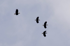 Rhyticeros undulatus