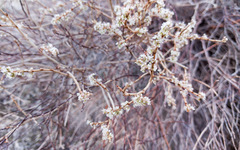 Eriogonum wrightii nodosum