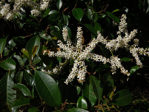 Rough Possumwood (Quintinia sieberi)