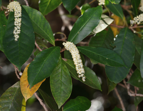 Smooth Possumwood (Quintinia verdonii)