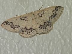 Idaea pseliota