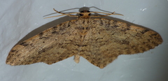 Poecilasthena scoliota
