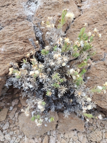 Alpine Tetramolopium (Tetramolopium humile)