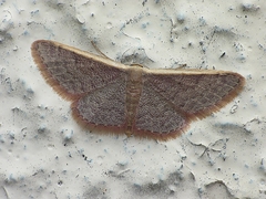 Idaea costaria