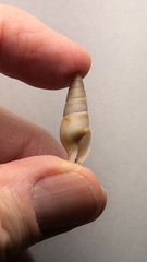 Ophiodermella inermis