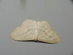 Scopula perlata