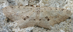 Poecilasthena scoliota