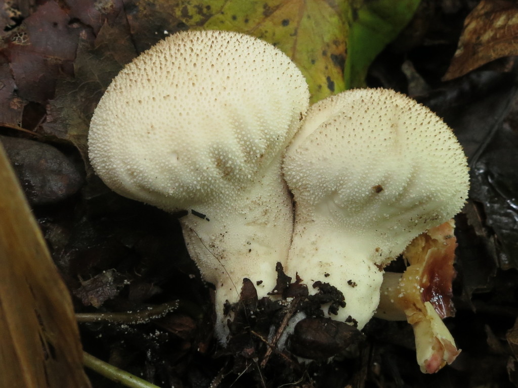 Lycoperdon perlatum · August 2019 · photo: © repta (iNaturalist, cc-by)