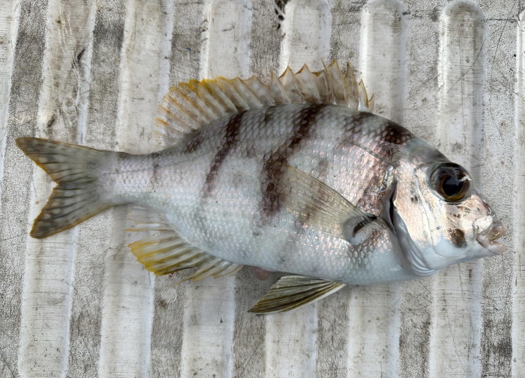 Obese Large-Eye Seabream