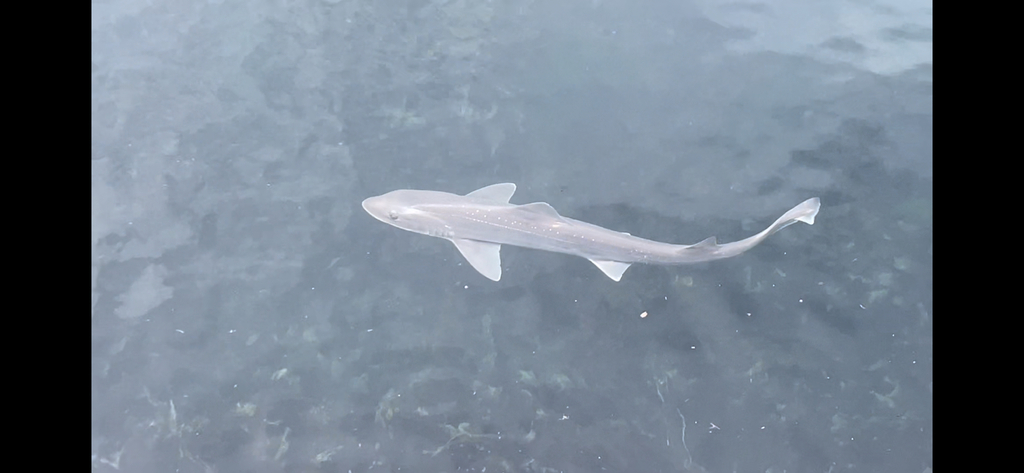 Starspotted Smooth-Hound