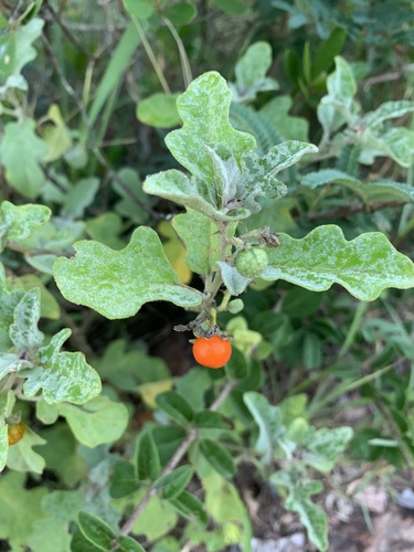 Solanum usaramense