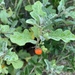 Solanum catombelense - Photo (c) Troos van der Merwe, some rights reserved (CC BY-NC), uploaded by Troos van der Merwe