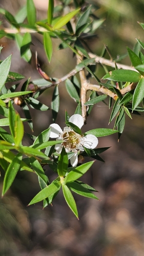 Kunzea leptospermoides, photograph 4
