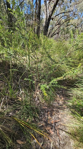 Kunzea leptospermoides, photograph 5