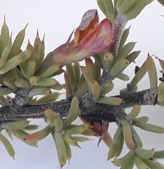 Aspalathus rigidifolia