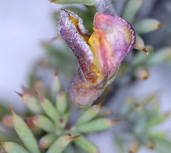 Aspalathus rigidifolia