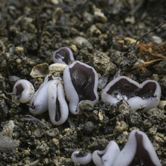 Geoscypha violacea