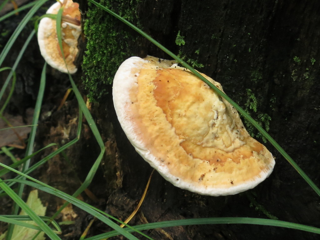 Fomitopsis pinicola · August 2019 · photo: © repta (iNaturalist, cc-by)
