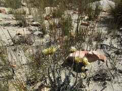 Syncarpha ferruginea