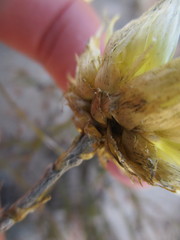 Syncarpha ferruginea