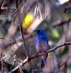 Passerina rositae
