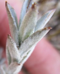 Syncarpha ferruginea