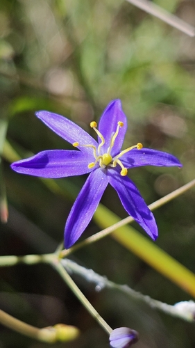 Tufted Blue Lily (Thelionema caespitosum)