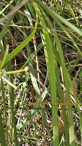 Thelionema caespitosum, photograph 5