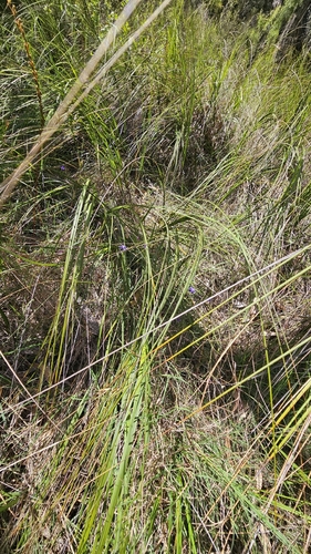Thelionema caespitosum, photograph 6
