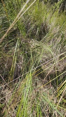 Thelionema caespitosum, photograph (c) Rosalie Lawrence, some rights reserved (CC BY)