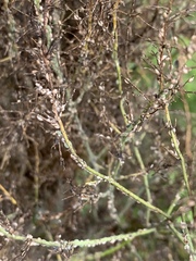Brachycorynella