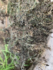 Brachycorynella