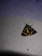 Agamana sarmentosa