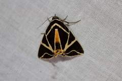 Agamana sarmentosa