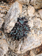 Dudleya saxosa