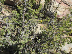 Aspalathus rigidifolia