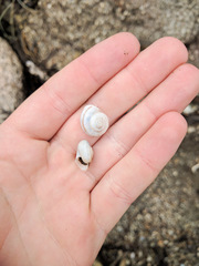 Cahuillus indioensis