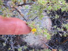 Aspalathus rigidifolia
