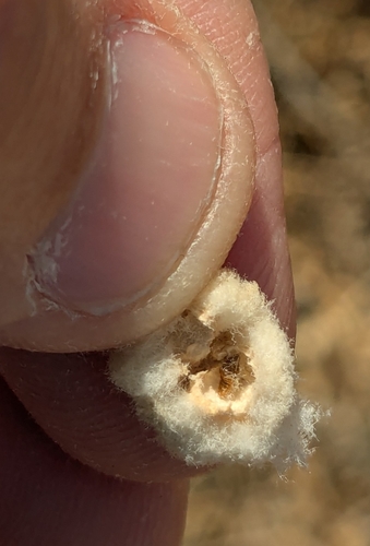 Unknown species found near High Desert, Albuquerque, NM, USA