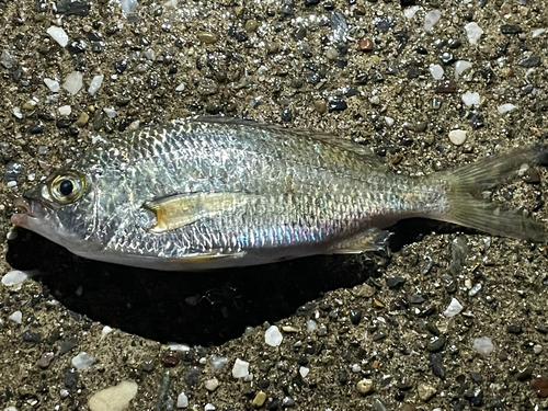 Japanese silverbiddy (Gerres equulus) — Gerreidae — 3