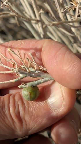 Unknown species found near High Desert, Albuquerque, NM, USA